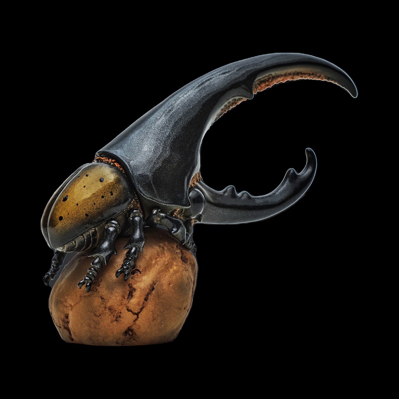 AHB Series 7 - Hercules Beetle (Yellow) – Dynastes hercules | Insect