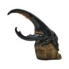 AHB Series 7 - Hercules Beetle (Black) – Dynastes hercules | Insect