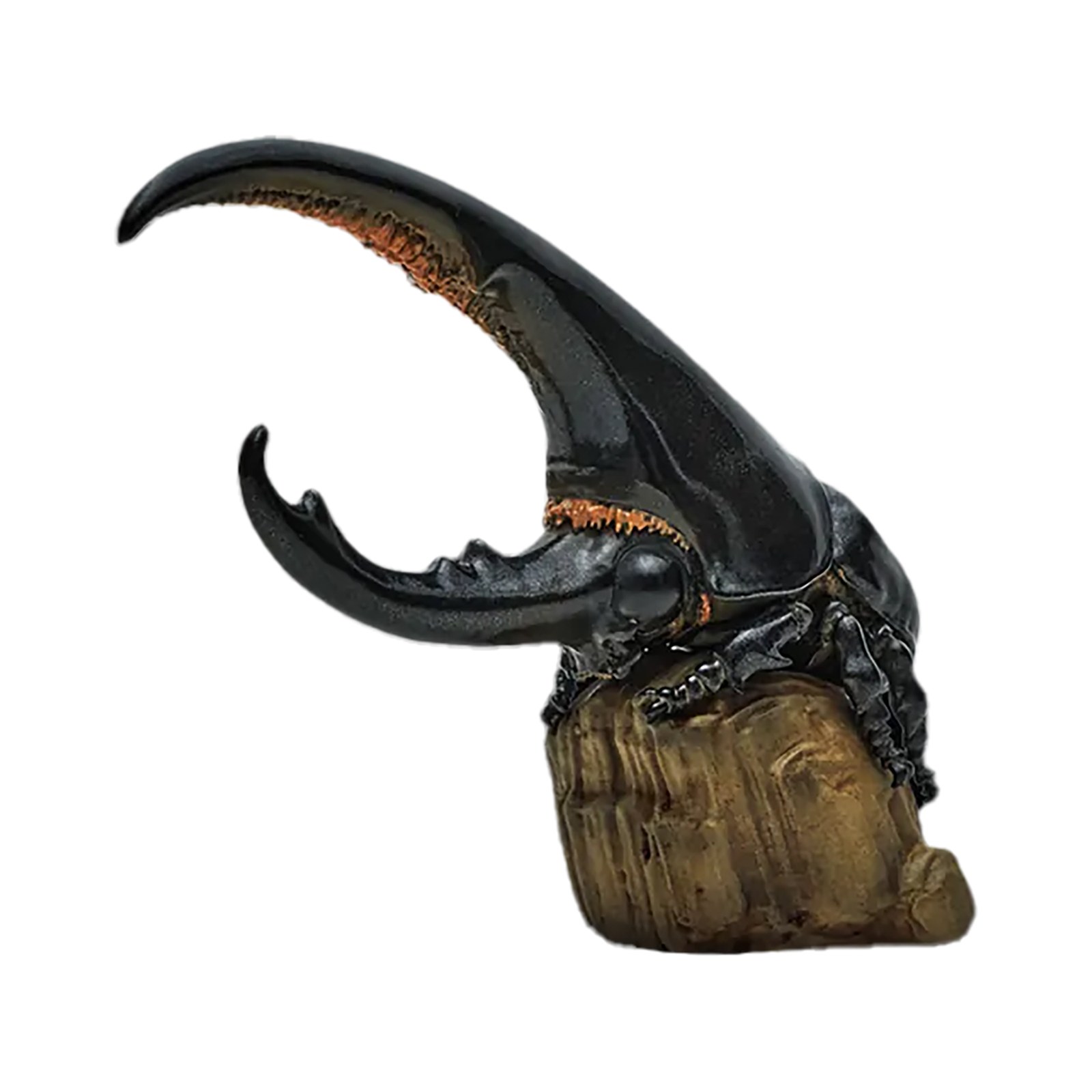 AHB Series 7 - Hercules Beetle (Black) – Dynastes hercules | Insect