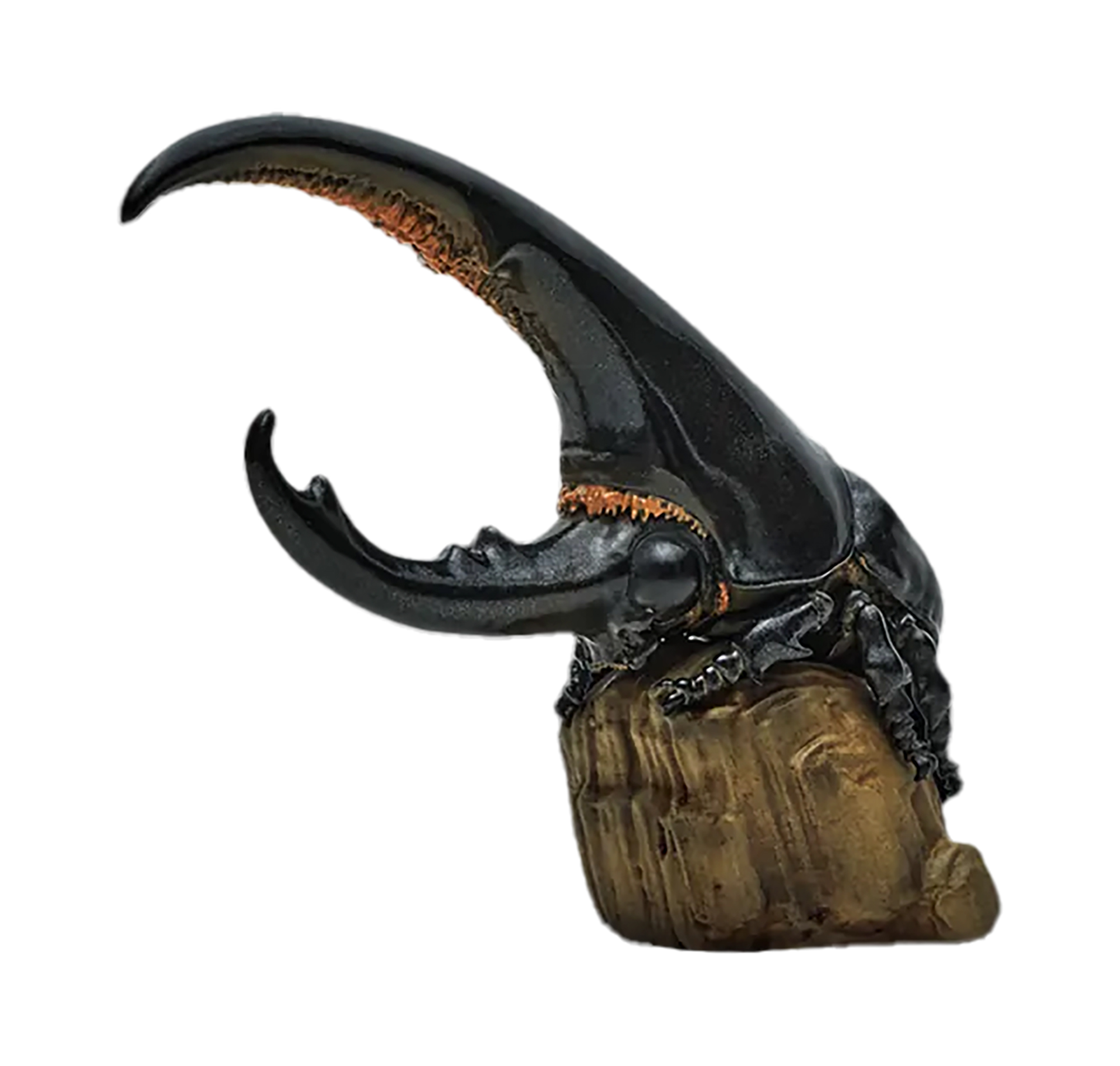 Hercules Beetle (Black)