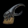 AHB Series 7 - Hercules Beetle (Black) – Dynastes hercules | Insect