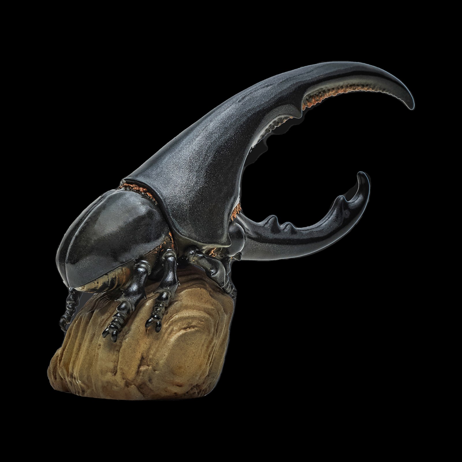 AHB Series 7 - Hercules Beetle (Black) – Dynastes hercules | Insect