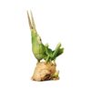 AHB Series 7 - Chinese Grasshopper – Acrida cinerea | Insect