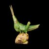AHB Series 7 - Chinese Grasshopper – Acrida cinerea | Insect