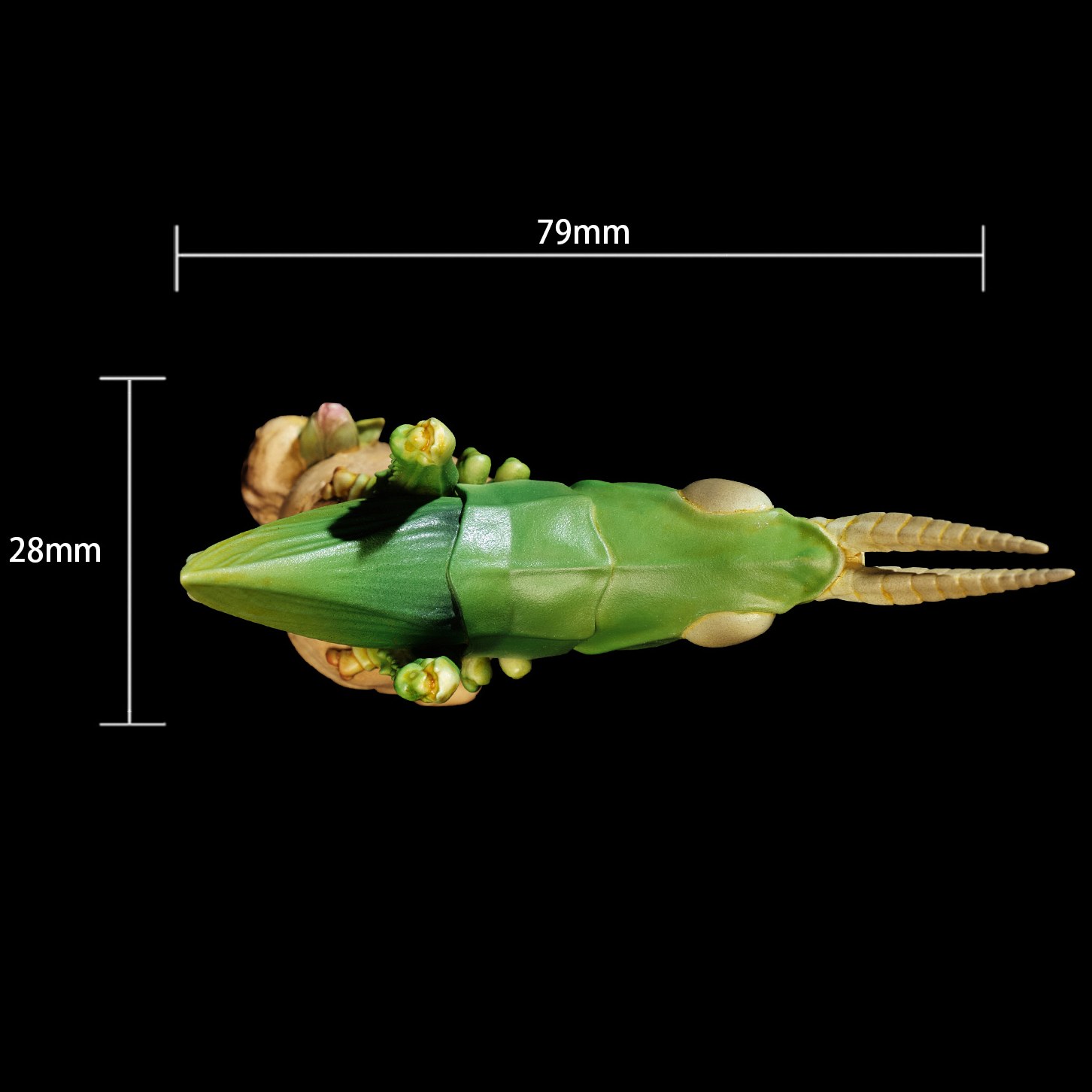 AHB Series 7 - Chinese Grasshopper – Acrida cinerea | Insect