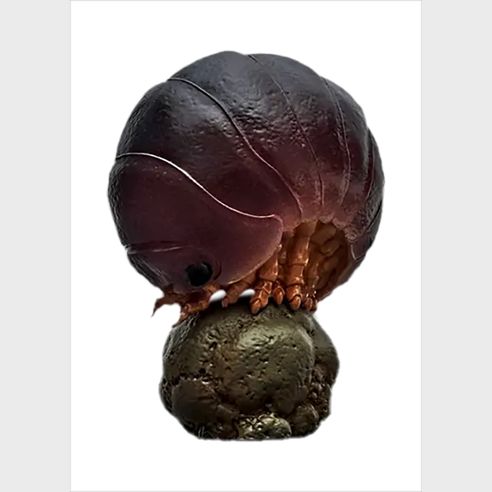 AHB Series 7 - Swift Woodlouse – Porcellio laevis | Insect