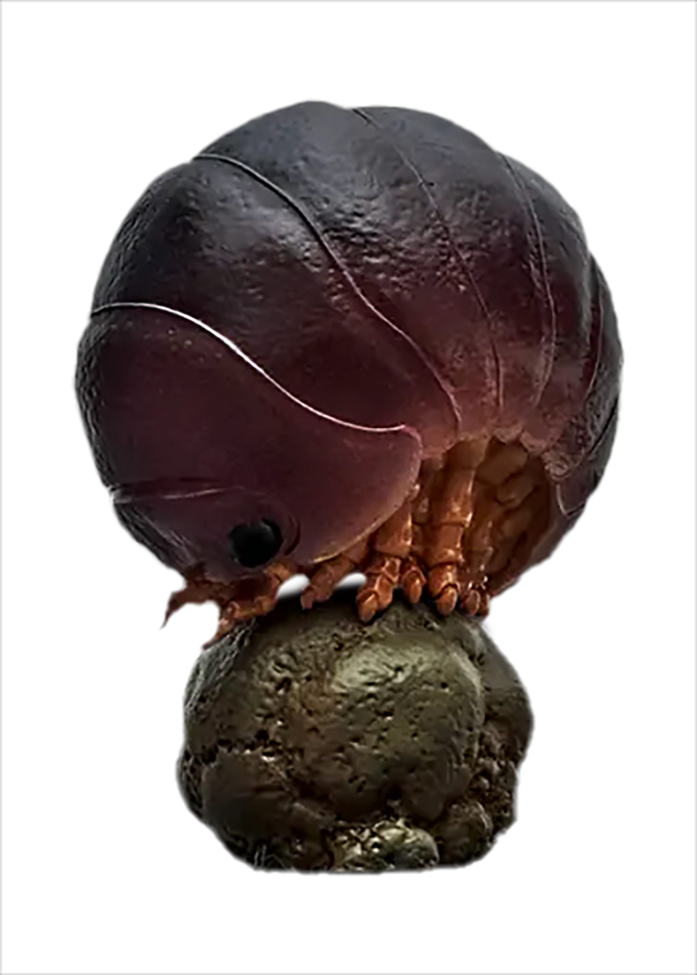 Swift Woodlouse