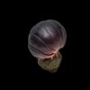 AHB-INSECT-V7-04_02-7fb56848 AHB Series 7 - Swift Woodlouse – Porcellio laevis | Insect