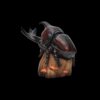 AHB Series 7 - Japanese Rhinoceros Beetle – Allomyrina dichotoma | Insect