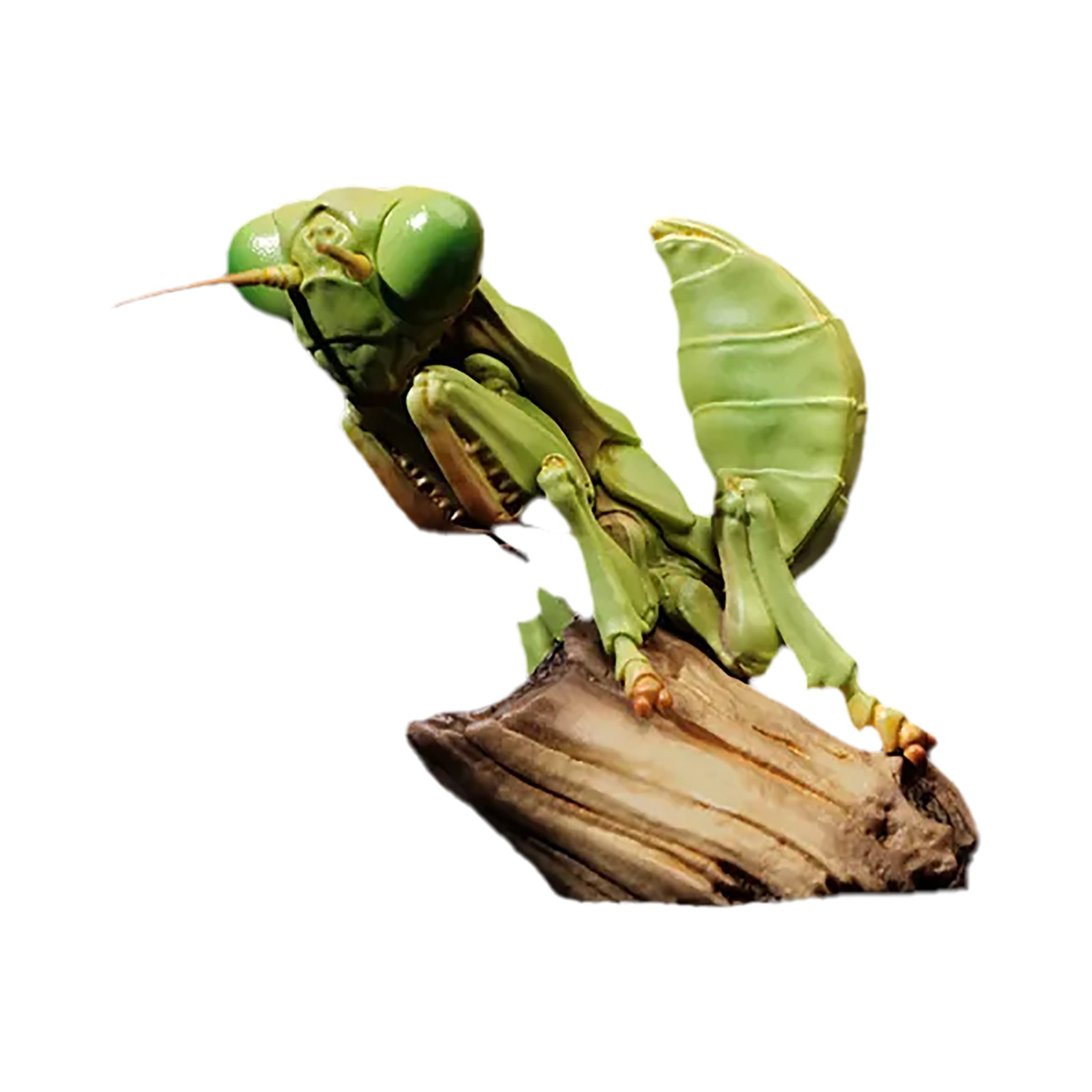 AHB Series 7 - Chinese Mantis – Tenodera sinensis | Insect