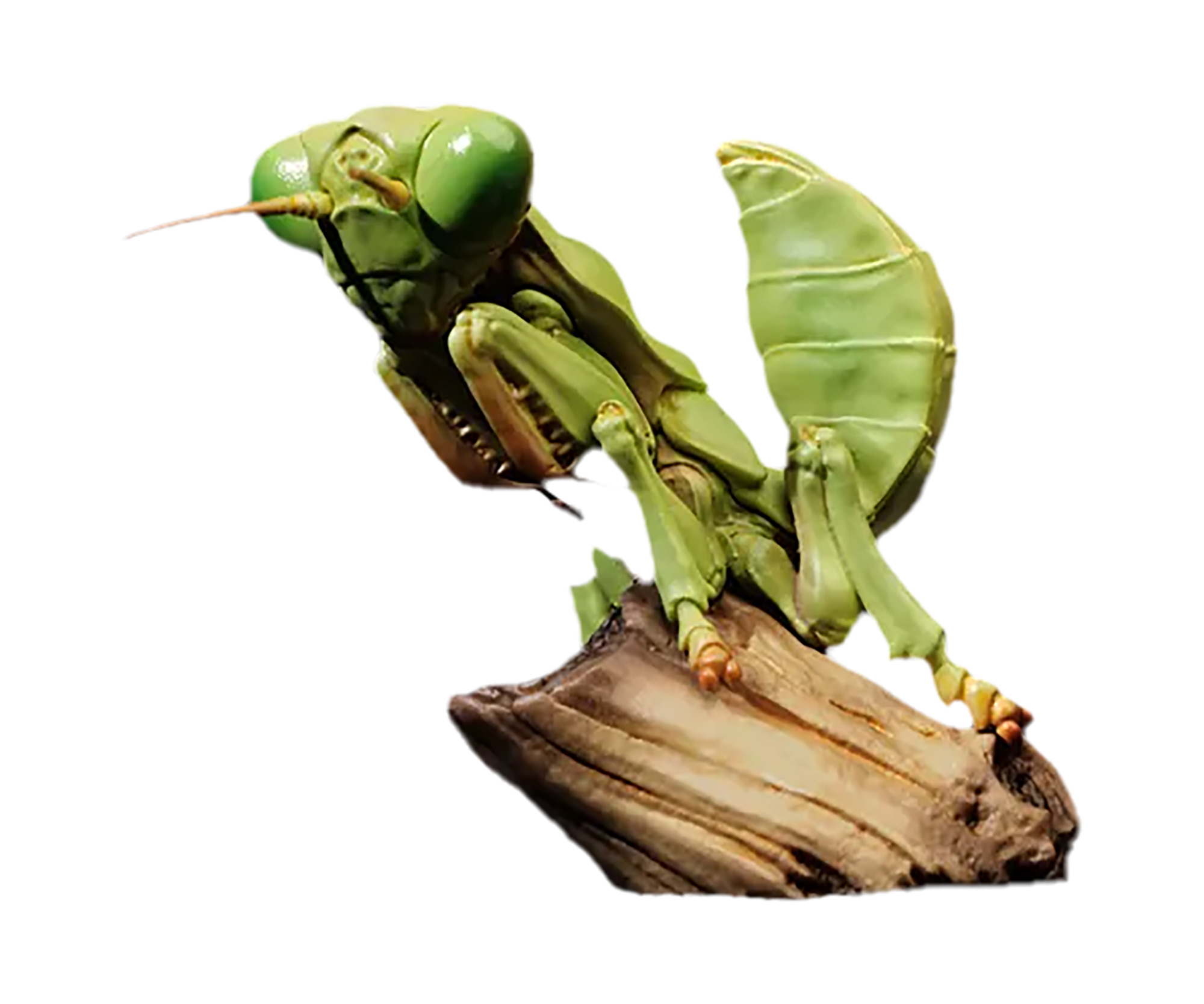Chinese Mantis