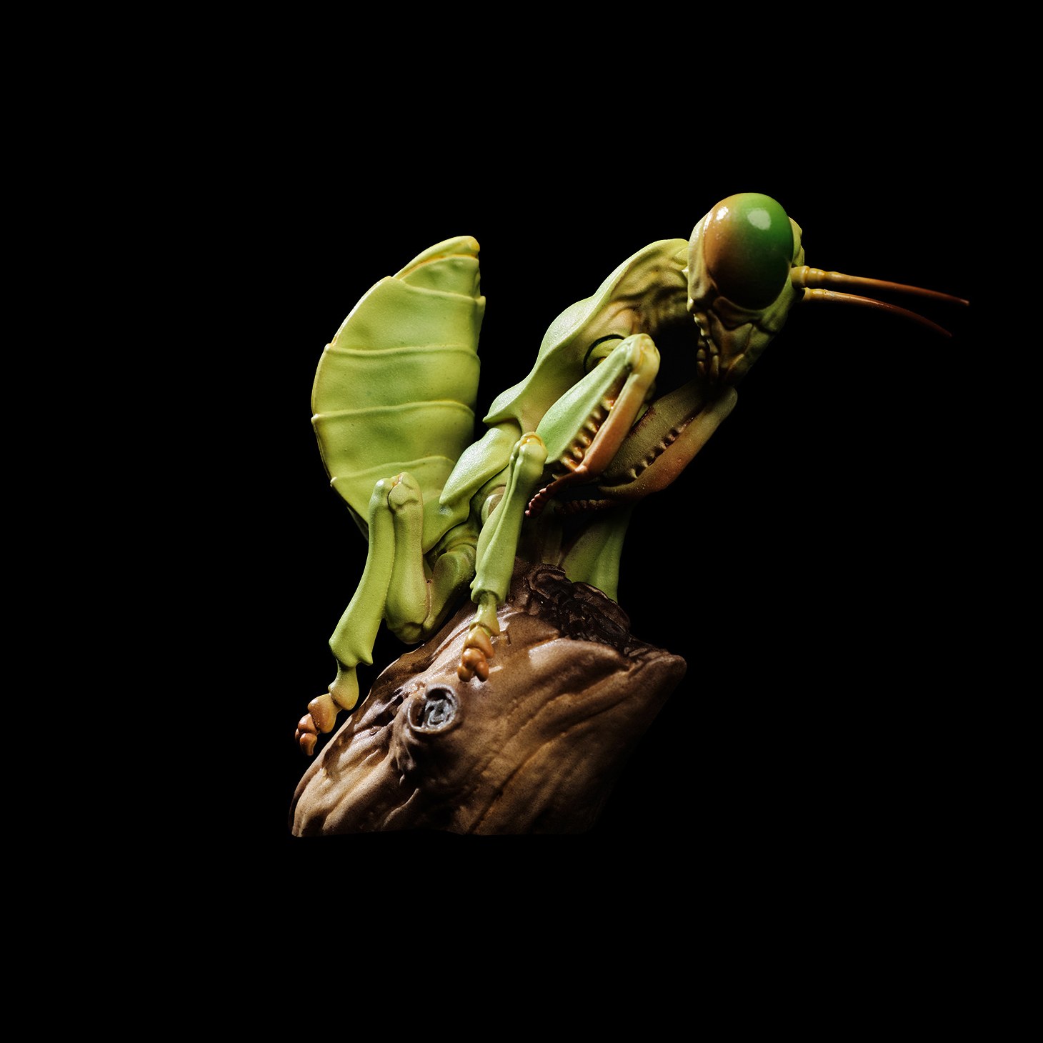 AHB Series 7 - Chinese Mantis – Tenodera sinensis | Insect