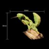 AHB Series 7 - Chinese Mantis – Tenodera sinensis | Insect