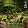 AHB Series 7 - Chinese Grasshopper – Acrida cinerea | Insect