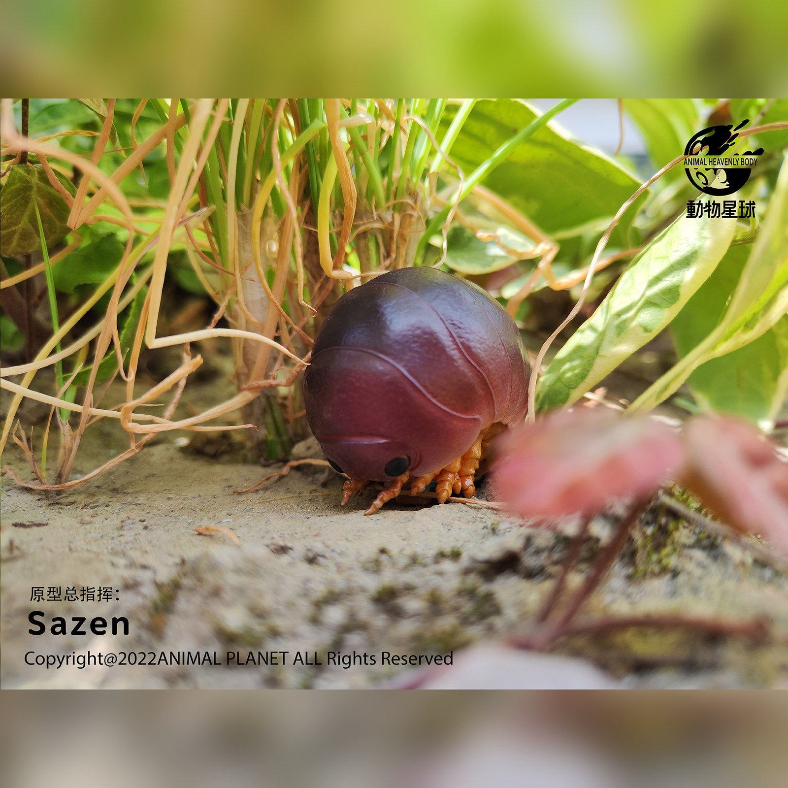 AHB-INSECT-V7-Live_02-b1e280ad AHB Series 7 - Swift Woodlouse – Porcellio laevis | Insect