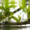 AHB Series 7 - Chinese Mantis – Tenodera sinensis | Insect