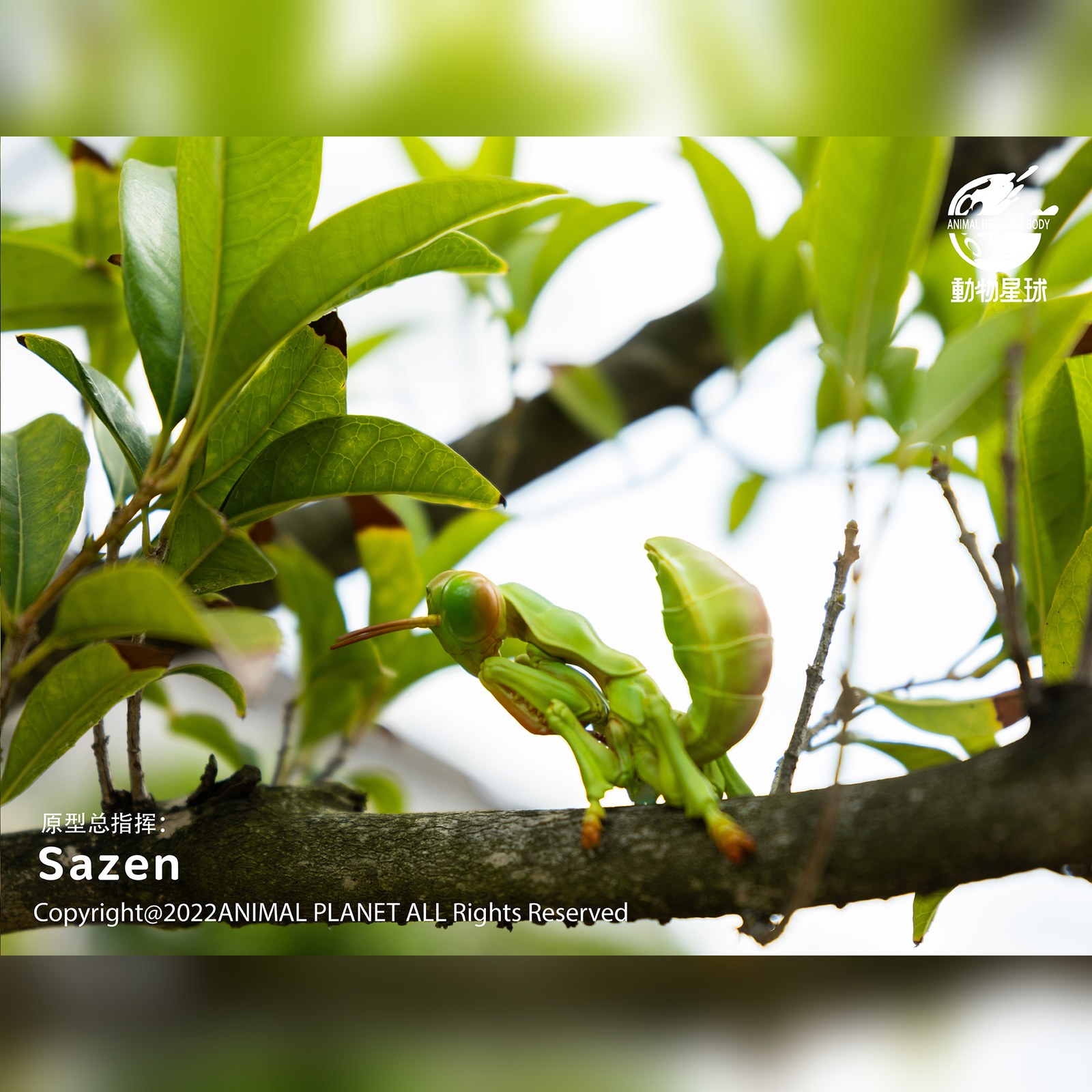 AHB Series 7 - Chinese Mantis – Tenodera sinensis | Insect