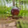 AHB-INSECT-V7-Live_05-925142f3 AHB Series 7 - Swift Woodlouse – Porcellio laevis | Insect