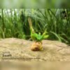 AHB Series 7 - Chinese Grasshopper – Acrida cinerea | Insect