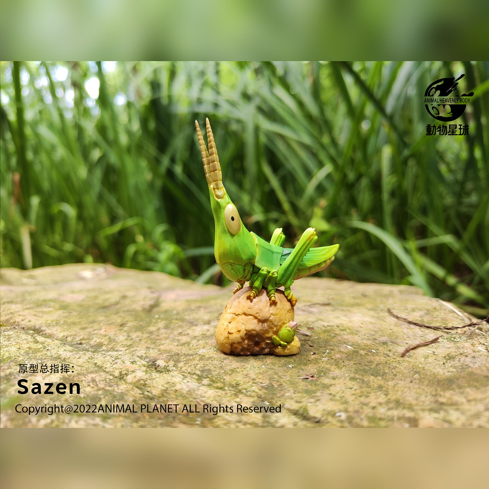 AHB Series 7 - Chinese Grasshopper – Acrida cinerea | Insect