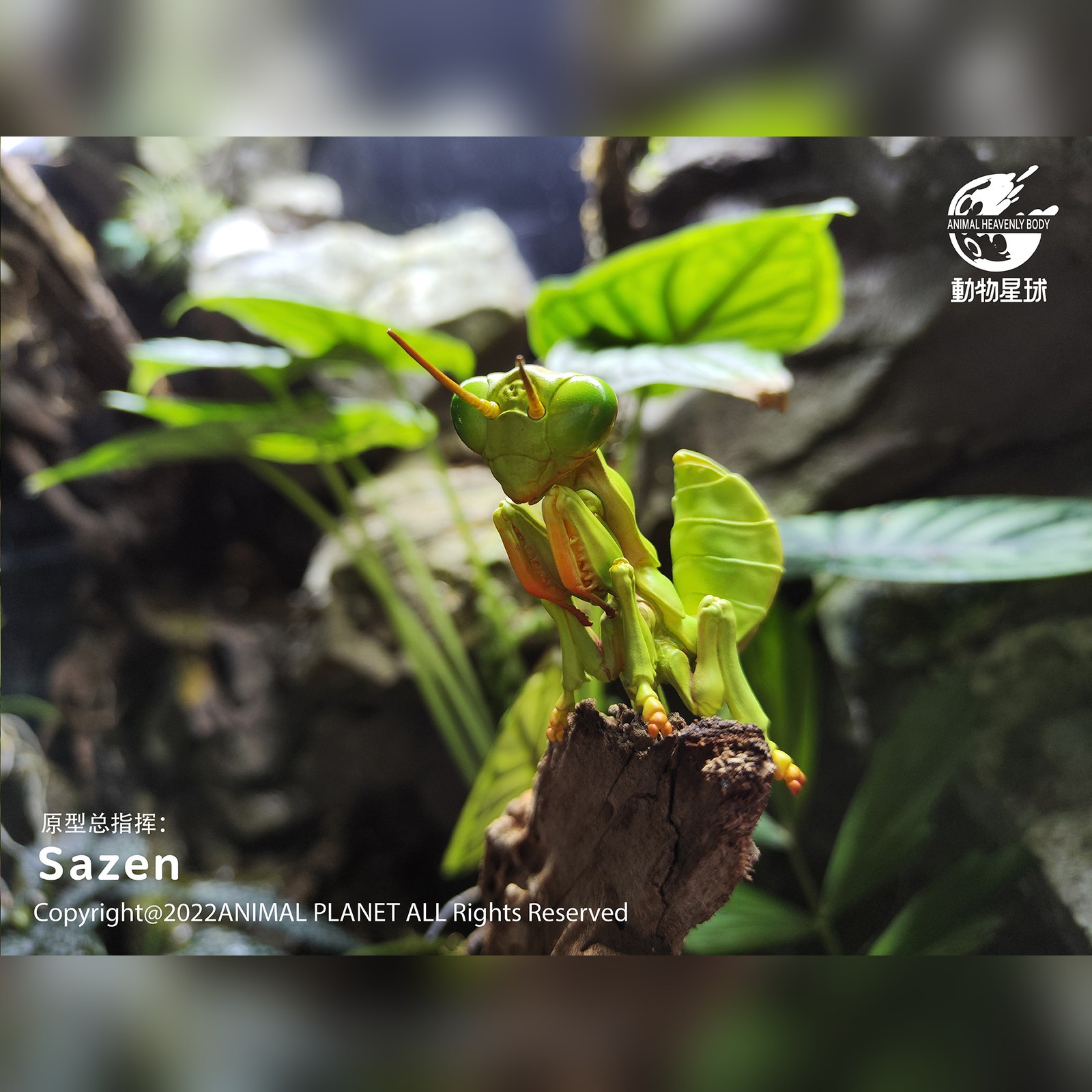AHB Series 7 - Chinese Mantis – Tenodera sinensis | Insect