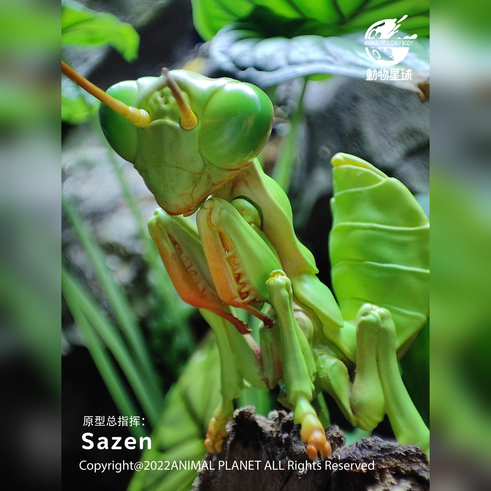 AHB Series 7 - Chinese Mantis – Tenodera sinensis | Insect