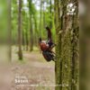AHB Series 7 - Japanese Rhinoceros Beetle – Allomyrina dichotoma | Insect