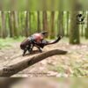AHB Series 7 - Japanese Rhinoceros Beetle – Allomyrina dichotoma | Insect