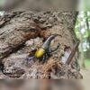 AHB Series 7 - Hercules Beetle (Yellow) – Dynastes hercules | Insect