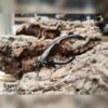 AHB Series 7 - Hercules Beetle (Black) – Dynastes hercules | Insect