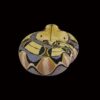 AHB-SNAKE-V5-01_03-c79f1bfc AHB Series 5 - Gaboon Viper – Bitis gabonica | Snake