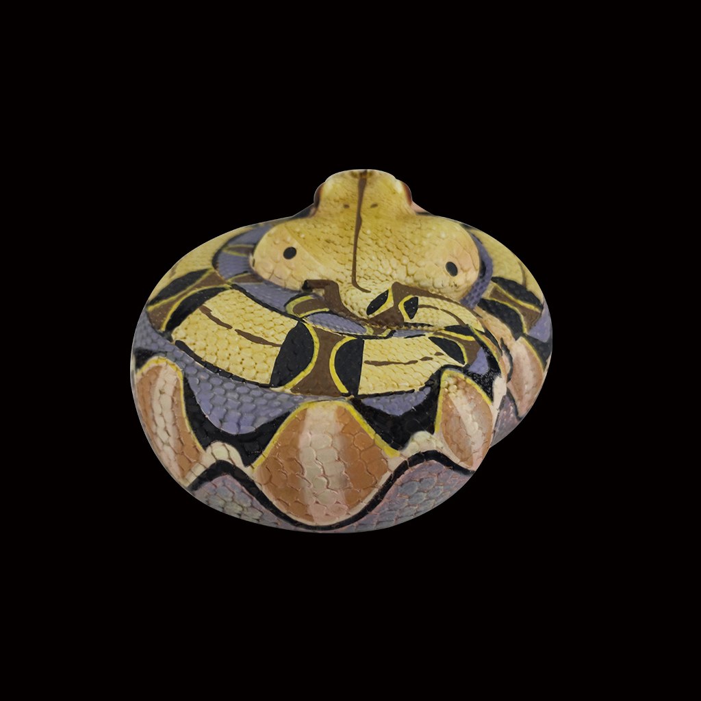 AHB-SNAKE-V5-01_03-c79f1bfc AHB Series 5 - Gaboon Viper – Bitis gabonica | Snake