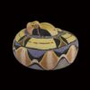 AHB-SNAKE-V5-01_04-e4cfe084 AHB Series 5 - Gaboon Viper – Bitis gabonica | Snake
