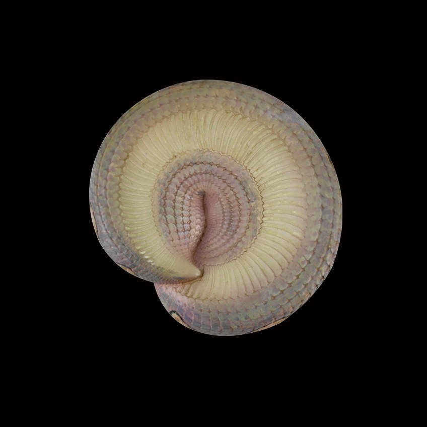AHB-SNAKE-V5-01_05-68bc6742 AHB Series 5 - Gaboon Viper – Bitis gabonica | Snake