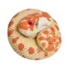 AHB Series 5 - Extreme Red Hognose Snake – Heterodon nasicus | Snake