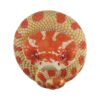AHB Series 5 - Extreme Red Hognose Snake – Heterodon nasicus | Snake