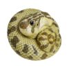 AHB Series 5 - Western Hognose Snake – Heterodon nasicus | Snake