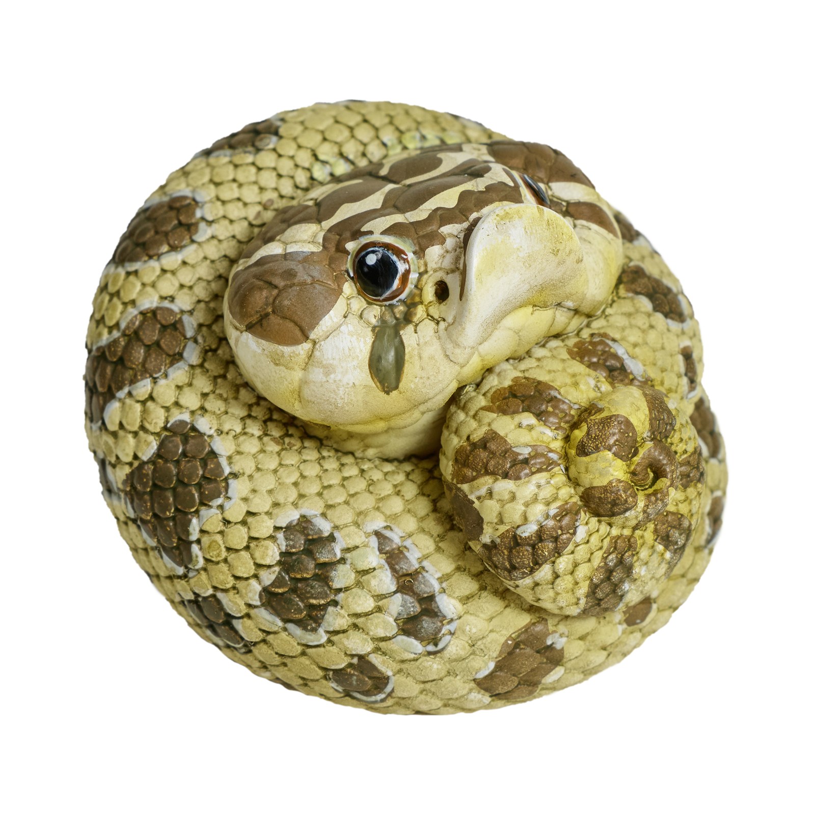 AHB Series 5 - Western Hognose Snake – Heterodon nasicus | Snake