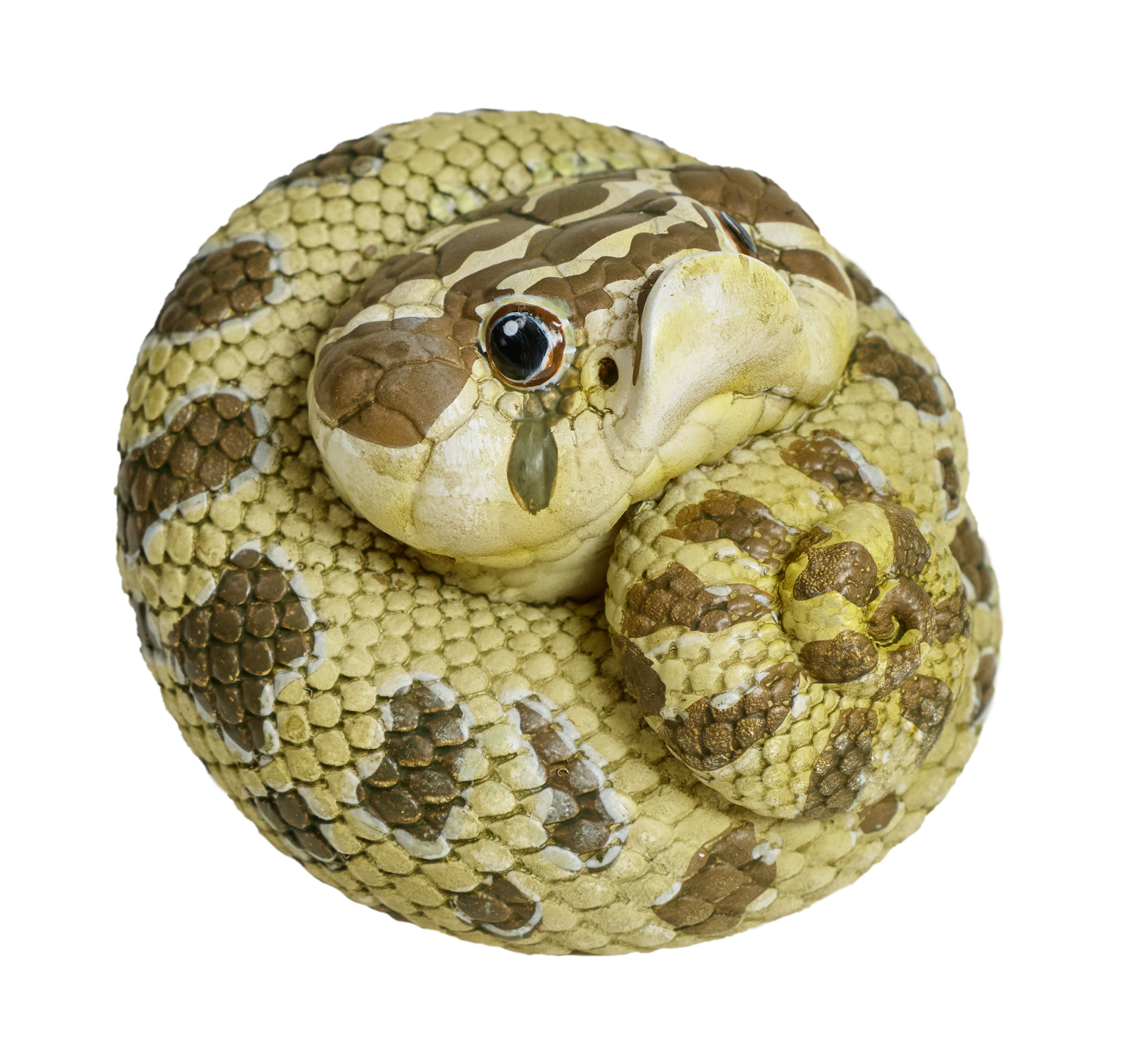 Western Hognose Snake