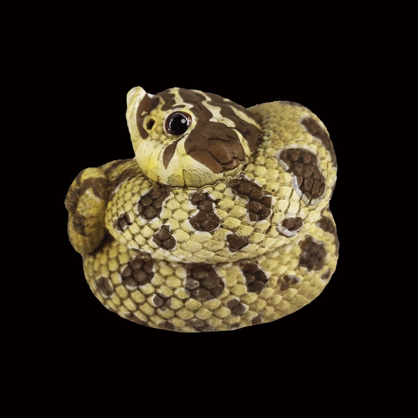 AHB Series 5 - Western Hognose Snake – Heterodon nasicus | Snake