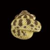 AHB Series 5 - Western Hognose Snake – Heterodon nasicus | Snake