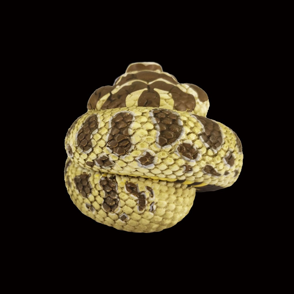 AHB Series 5 - Western Hognose Snake – Heterodon nasicus | Snake