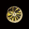 AHB Series 5 - Western Hognose Snake – Heterodon nasicus | Snake