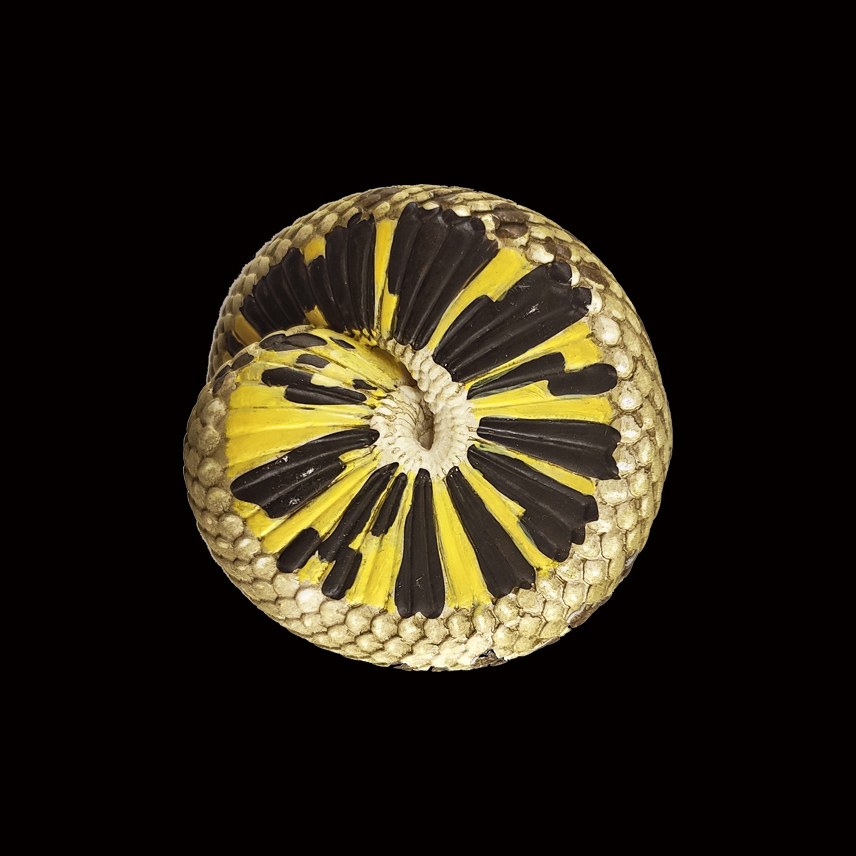 AHB Series 5 - Western Hognose Snake – Heterodon nasicus | Snake