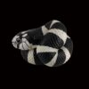 AHB Series 5 - California Kingsnake – Lampropeltis getula californiae | Snake