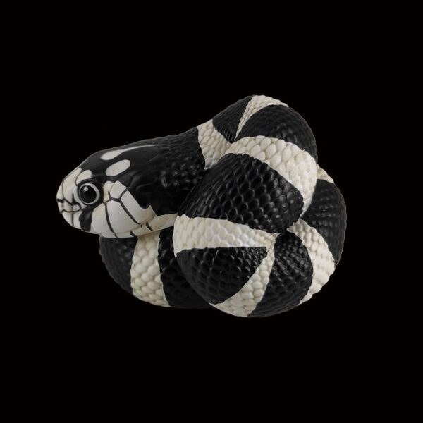 AHB Series 5 - California Kingsnake – Lampropeltis getula californiae | Snake