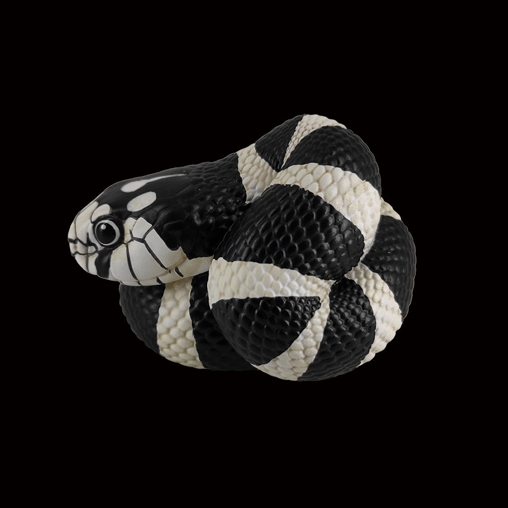 AHB Series 5 - California Kingsnake – Lampropeltis getula californiae | Snake