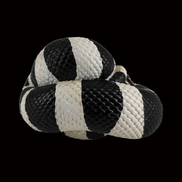 AHB Series 5 - California Kingsnake – Lampropeltis getula californiae | Snake