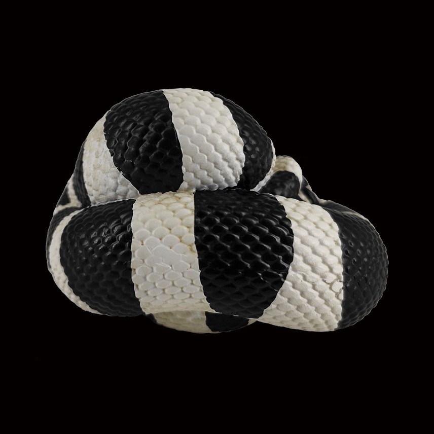 AHB Series 5 - California Kingsnake – Lampropeltis getula californiae | Snake
