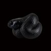 AHB-SNAKE-V5-05_02-a37f1019 AHB Series 5 - Mexican Black Kingsnake – Lampropeltis getula nigrita | Snake